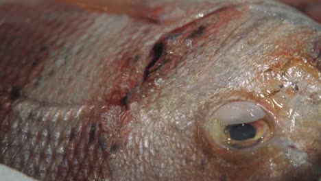 CLOSE-UP,-fresh-red-blackspot-sea-bream-eye-and-silver-scales