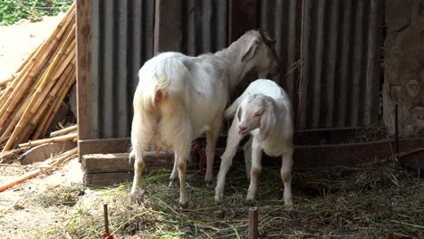 A-young-goat-kid-drinking-milk-from-its-mother-in-the-shade-of-the-barn