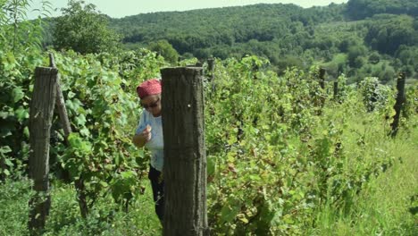 Woman-inspects-and-walks-through-a-vineyard-while-eating-a-grape