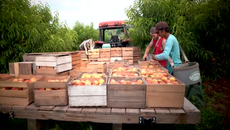 Wide-angle-motion-of-men-arranging-peaches-on-a-wagon