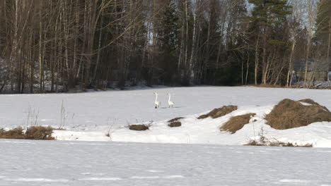 Two-whooper-swans-walk-tentatively-through-snow