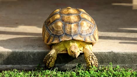 Diese-Sulcata-Schildkröte-Lässt-Nichts-Im-Weg-Stehen,-Nicht-Einmal-Einen-15-cm-Schritt-Nach-Unten