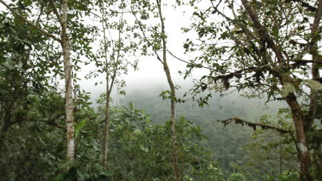 Tropischer-Dschungel-Mit-Nebel