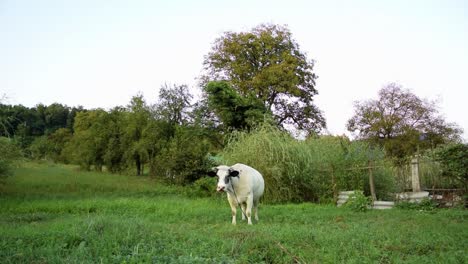 Weißer-Stier,-Der-Im-Garten-Steht-Und-Sich-Umschaut