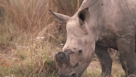 Baby-white-rhinoceros-calf-grazing-on-grass-in-african-savannah
