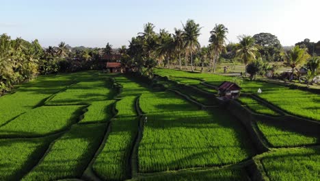 Toma-Aérea-De-La-Plantación-De-Terrazas-De-Arroz-De-Bali-En-Indonesia