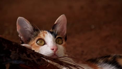 Medium-shot-of-a-playful-calico-kitten-chewing-on-wood-at-a-barn