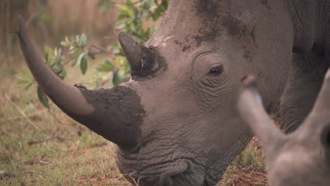 Head-of-white-rhinoceros-with-muddy-horn-grazing-next-to-another-rhino
