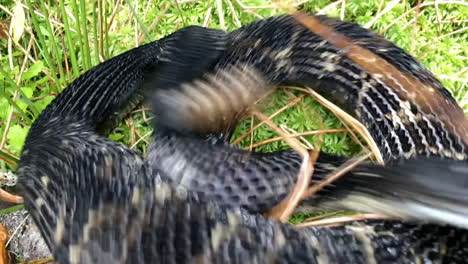 Close-up-of-Timber-Rattle-Snake-in-the-grass
