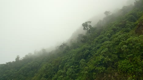 Tropischer-Dschungel-Mit-Nebel