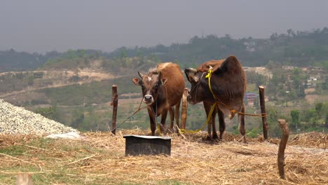 Two-cows-tied-outdoors-in-the-sunshine-on-the-top-of-a-hill