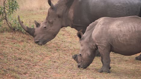 Madre-De-Rinoceronte-Blanco-Pastando-Con-Su-Ternero-En-Hierba-Fangosa