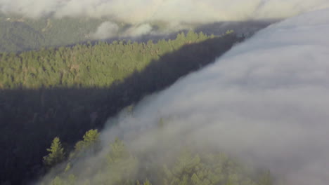 Low-clouds-from-the-Pacific-Ocean-roll-in-over-a-hilly-forest-of-ancient-growth-on-the-west-coast