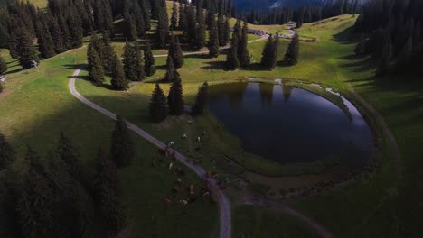 Flight-over-a-small-lake-and-a-herd-of-cows-in-mountain