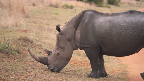 Wet-white-rhinoceros-grazing-in-grass,-joined-by-baby-rhino