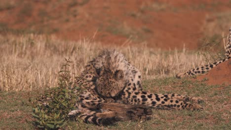Cheetah-lying-in-african-savannah,-cleaning-its-fur-with-its-tongue