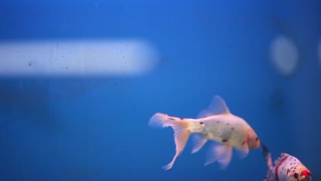 Shubunkin-Goldfish-swimming-together-in-new-fresh-water-aquarium-tank-while-man-walks-in-front-of-tank