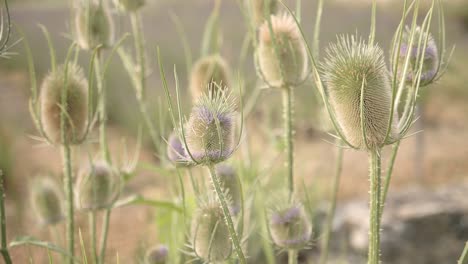 Rack-focus-from-close-up-of-wild-blue-thistles-to-two-women-enjoying-the-garden-of-the-perfumery-museum