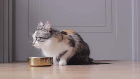 Domestic-longhair-cat-munching-her-food-from-a-golden-bowl