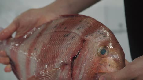 Hands-holding-red-sea-bream-while-examining-at-fish-market,-CLOSE-UP