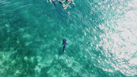 Kleiner-Weißer-Hai-Im-Kristallblauen-Wasser-Mit-Sonnenreflexion-Nähert-Sich-Dem-Touristenboot-In-Bohol,-Philippinen