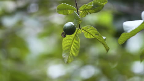 Small-unripe-green-fruit-on-windblown-tree-twig-in-Zanzibar-jungle