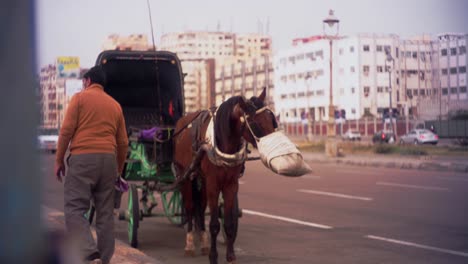 Horse-and-buggy,-Alexandria-Corniche,-Alexandria-library,-seaside,-Hantoor,-Egypt