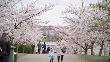 Mother-with-Child-and-Group-of-People-Walking-on-a-Path-in-Sakura-Park-in-Vilnius