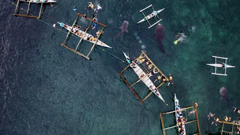 Vista-Aérea-De-Arriba-Hacia-Abajo-Sobre-Tiburones-Blancos-Nadando-Entre-Los-Barcos-Con-Turistas-En-Bohol,-Filipinas