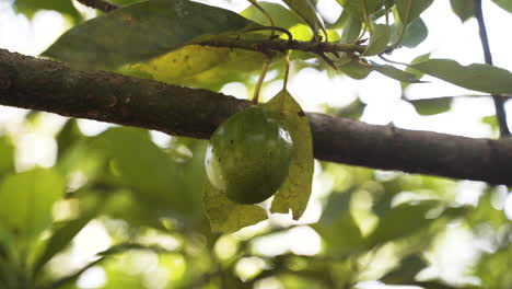 Unripe-green-nutmeg-fruit-on-leafy-tree-branch-in-Zanzibar-jungle