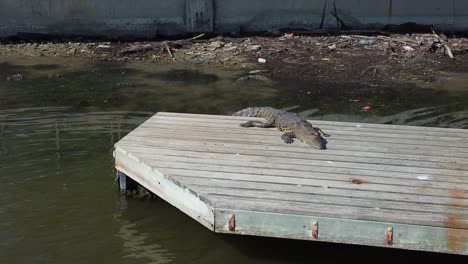 A-crocodile-standing-own-a-quay-under-the-sun-without-move-in-the-middle-of-a-lake-inn-the-city-of-Tampico,-Mexico