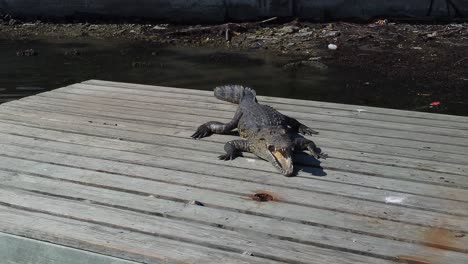 Ein-Krokodil,-Das-Auf-Einem-Kai-Mitten-Im-See-In-Tampico,-Mexiko-Steht