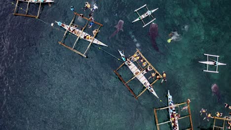 pan-aerial-shoot-of-the-4-white-whales-swimming-in-crystal-clean-sea-near-the-touristic-boats-at-bohol,-philippine