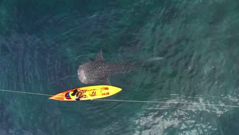 lonely-big-white-shark-and-a-small-yellow-kayak
