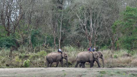 Chitwan,-Nepal---4-De-Febrero-De-2022:-Algunos-Elefantes-Domesticados-Que-Van-A-La-Jungla-A-Trabajar