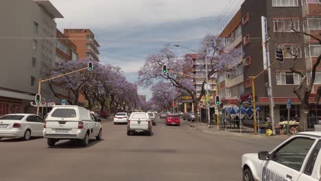 Driving-through-the-streets-of-Sunnyside-with-jacaranda-trees-lining-the-streets