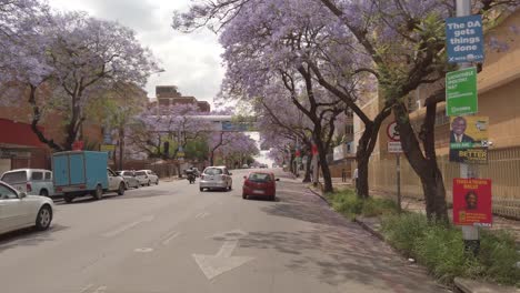 Driving-through-the-city-with-Jacaranda-trees-lining-the-street,-POV-motion-shot
