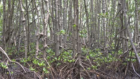 The-mangrove-forest-of-Kung-Krabaen-Bay-Mangrove-Study-Center-in-Chanthaburi,-Thailand
