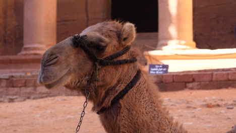 Cabeza-De-Camello-Dromedario-Primer-Plano-Expresivo-Animal-Tradicional-Del-Desierto-En-Petra-Jordania-Patrimonio-Mundial-De-La-Unesco-Con-Templo-Tallado-En-Roca-En-El-Fondo