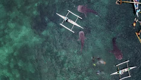 Luftdrohnenaufnahmen-Von-Großen-Walhaien,-Die-Im-Meer-Nahe-Der-Küste-Von-Bohol-Auf-Den-Philippinen-Schwimmen