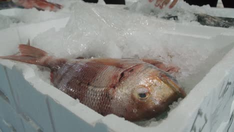 Red-blackspot-sea-bream-sitting-on-ice-at-a-local-fish-market-in-southern-Spain