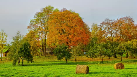 Herbstzeitraffer-Mit-Orangefarbenen-Blättern-Auf-Bäumen-Am-Ländlichen-Ort