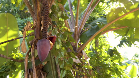 Exotic-red-cone-shaped-fruit-hanging-on-palm-tree-in-Zanzibar-jungle