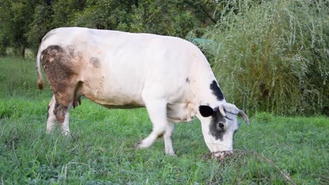 Wide-shot-of-a-holstein-cow-walking-and-eating-grass