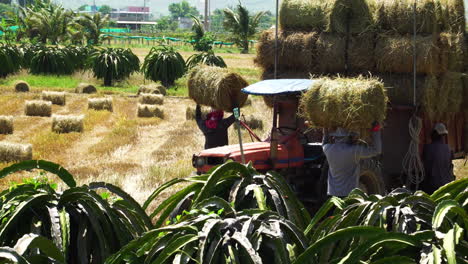 Vietnamese-farming-agricultural-work-in-farm-field