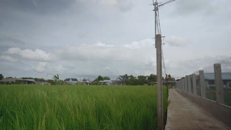 Rice-field-with-cement-road-on-a-cloudy-day