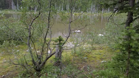 Pond-in-the-forest-approached-POV-Rockies-Kananaskis-Alberta-Canada