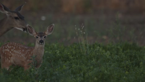 Fawn-and-Doe-Deer-looking-into-camera-in-green-farming-field