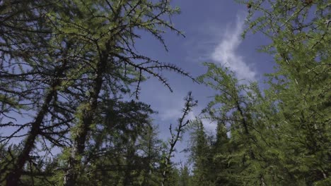 Pine-tree-tops-with-blue-sky-low-angle-Rockies-Kananaskis-Alberta-Canada