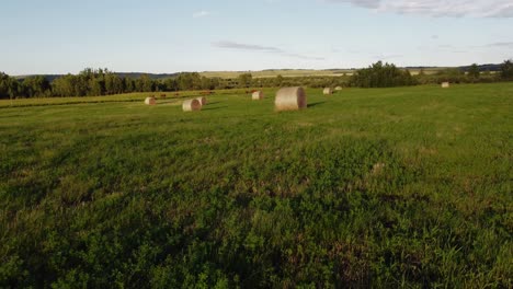 Kühe-Auf-Einer-Grünen-Wiese-Mit-Ballen-Näherten-Sich-Alberta,-Kanada